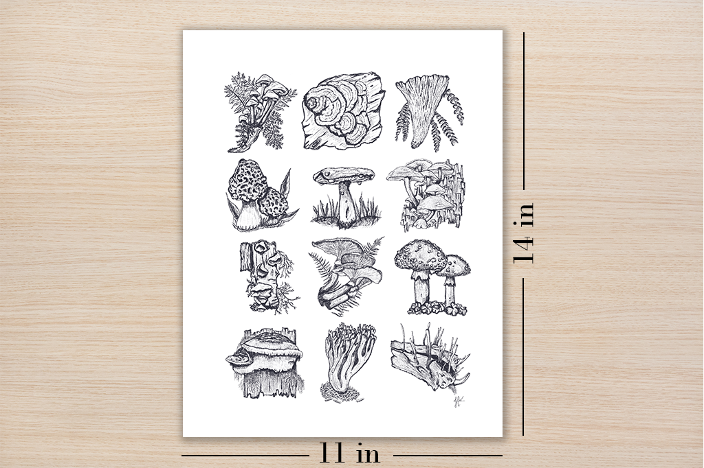 Mushroom Study Art Print Botanical Illustration