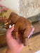 Vintage Handmade Wooden Elephant Marionette