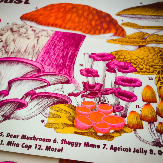 Mushrooms of the NE Riso Print