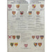 Reproduction Print of Hang JJeavon’s George Washington Genealogy