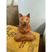 Yoga Cat Art Deco